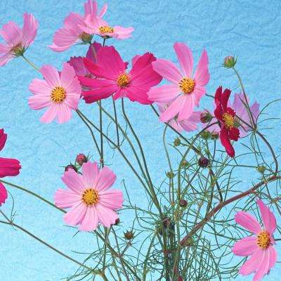 澳州幸运5官方app